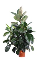 Pianta ficus elastica - di,