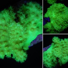 ✅NEW ! SINULARIA RARA VERDE