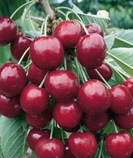 Pianta di ciliegio Ferrovia