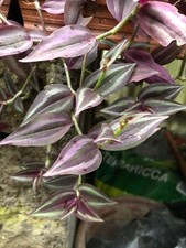 Pianta Della Miseria