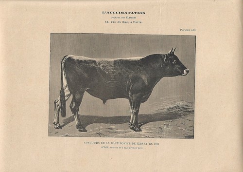 Stampa antica toro razza - toro,