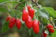10x Bacche di Lupo Goji