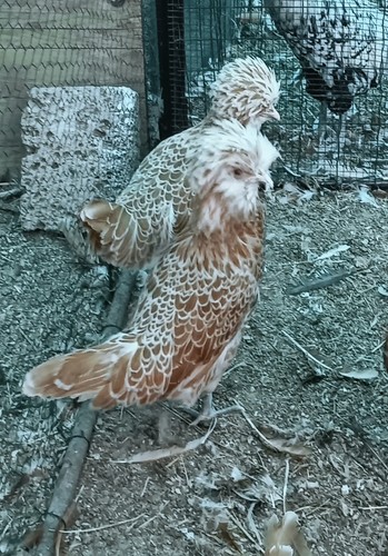 Gallina padovana esemplari sub - gallina,
