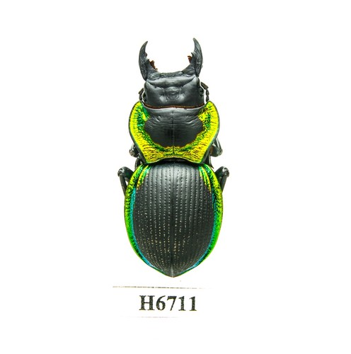Coleottero insetto h6711 - coleottero,, -h6711