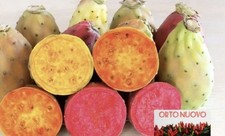 50  Semi Fico d'india senza