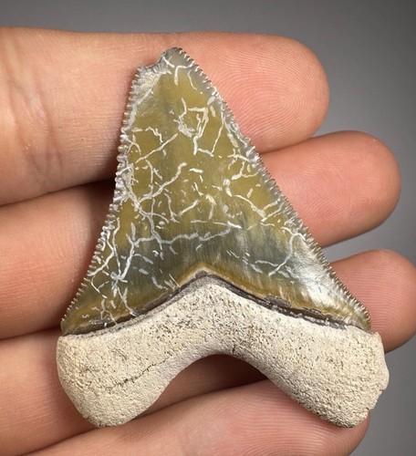 Dente squalo megalodonte - di,
