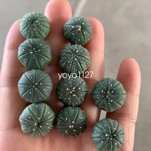 Pezzi astrophytum - 30,