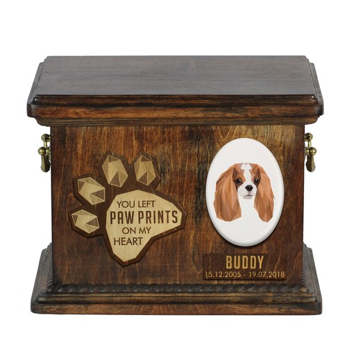 Cavalier king charles - cavalier,