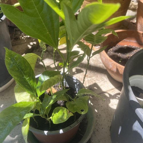 Pianta maracuja frutto - maracuja, (frutto