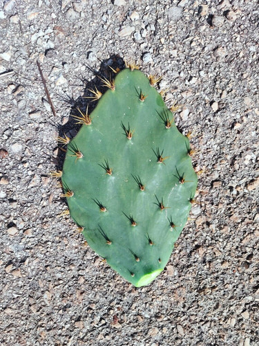 Opuntia engelmanni pala - -,