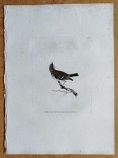 Scritto crestato dorato -