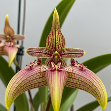 Bulbophyllum Orchidea – 10