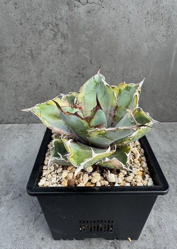 Agave titanota nero - agave, e