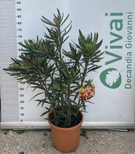 PIANTA DI OLEANDRO NERIUM VASO
