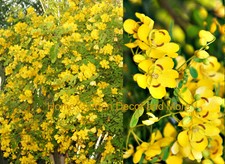 ALBERO DOCCIA DORATO Cassia