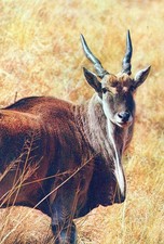 Italia Africa Antilope Alcina