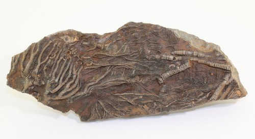 Crinoide scyphocrinites - crinoide,,