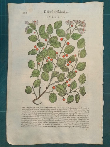 Mattioli matthioli erbario - matthioli, a