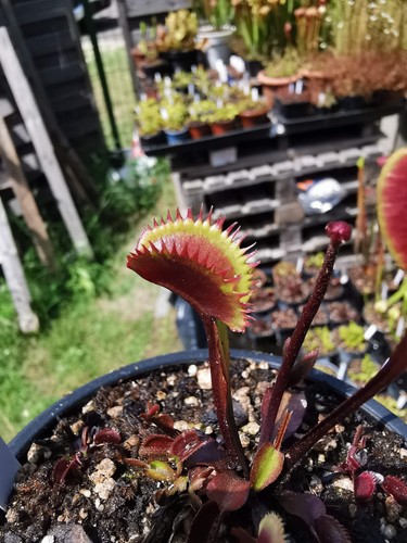 Dionaea muscipula angioma - dionaea,