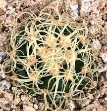 Echinocactus grusonii var. curvispinus SEEDS -  - SEMI di Cactus Raro