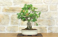 Bonsai melograno - melograno, (145)