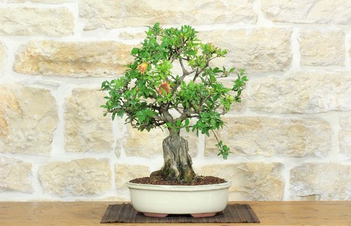 Bonsai melograno - bonsai,