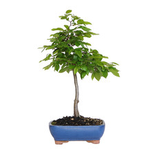 Kentis bonsai carpino - -,