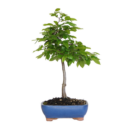 Kentis bonsai carpino - bonsai,