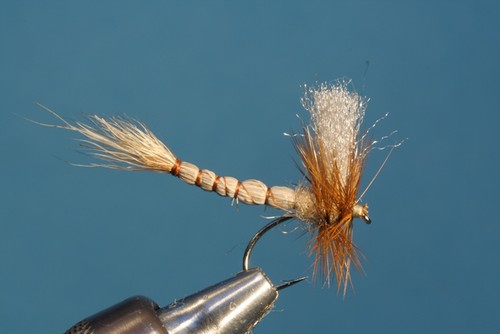 Fliegentom mosca secca - , 3