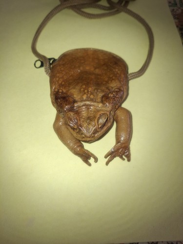 Borsa tracolla vera - tracolla, canna