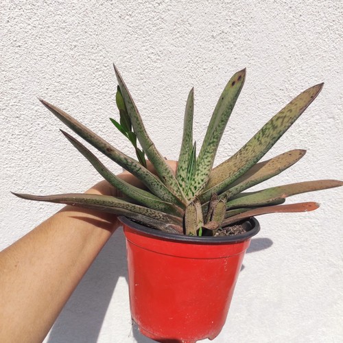 Vaso gasteria baker - 🪴vaso,