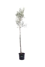 Pianta ulivo albero olivo - pianta,