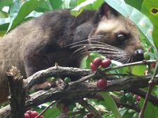 Caffè 100% autentico KOPI LUWAK 1/2 LIBBRA (226 grammi) 
