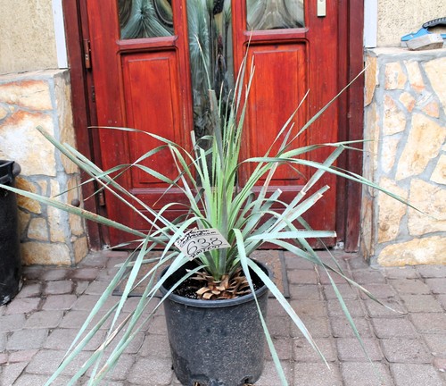 Dasylirion cedrosanum dal