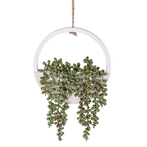 Floweroyal piante grasse - floweroyal,