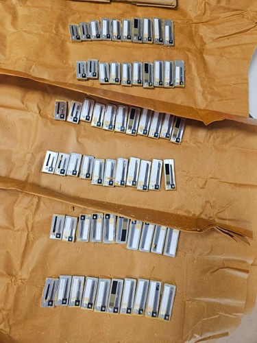 Canna fisarmonica italiana set