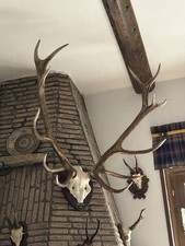 palco di cervo Austriaco