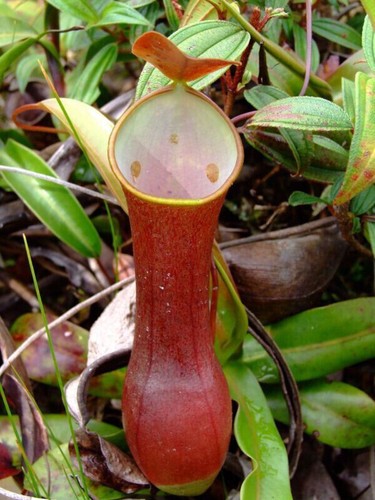 Semi nepenthes - 5,