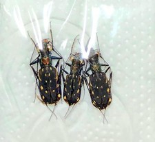 CICINDELA Lophyra