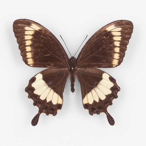 Papilio canopus tenimberensis - papilio,