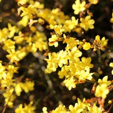 Gelsomino invernale giallo