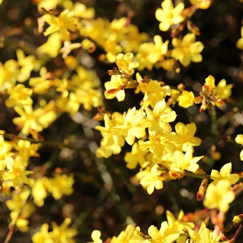 Gelsomino invernale giallo