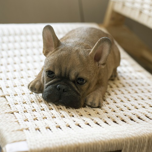 Soreal bulldog francese - soreal,