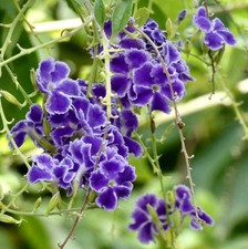 Duranta repens | Goccia di rugiada dorata | Skyflower - Gocce d'oro | Fiore celeste
