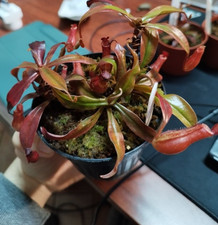 Nepenthes x Bloody Mary, 5