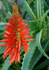 ALOE ARBORESCENS – KRANTZ ALOE, 10 SEMI SELEZIONATI