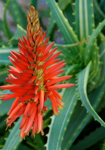 Aloe arborescens krantz - aloe,