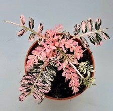 Bellissimo Phyllanthus