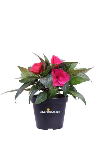 Pianta vera impatiens nuova - vera,