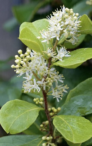 Ligustrum vicaryi - ligustrum, 🌿